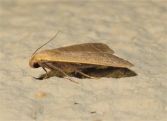 Simplicia extinctalis