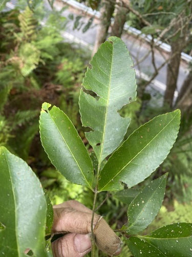 Soft Corkwood