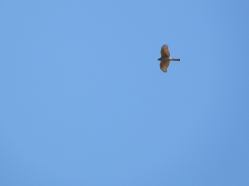 Eurasian Sparrowhawk