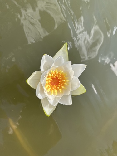 white water lily