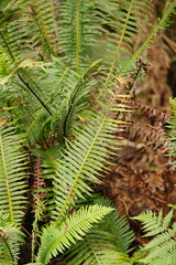 Blechnum nudum