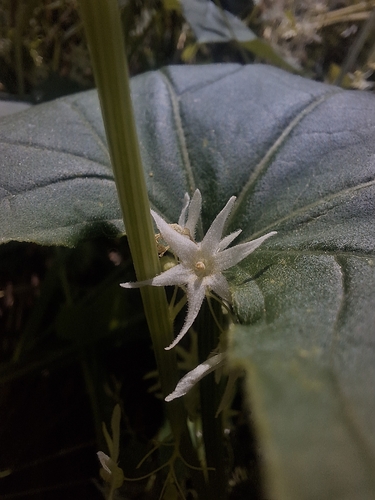 prickly cucumber