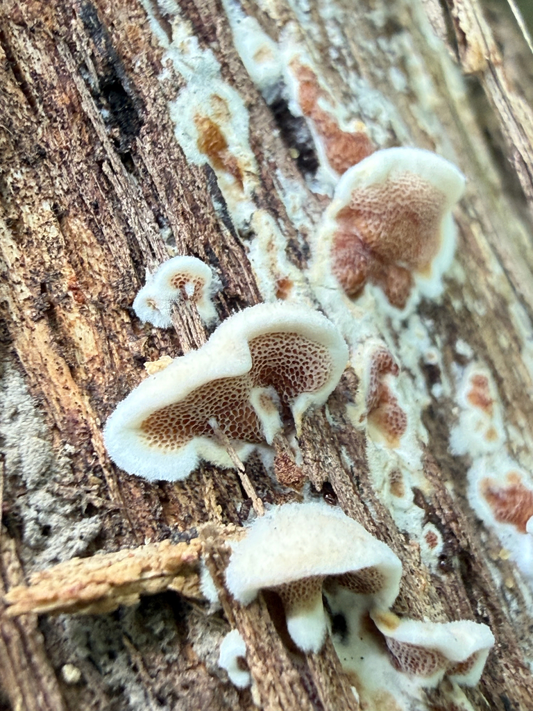 bicoloured bracket · August 2026 · photo: Photo: (c) David LaMagna, some rights reserved (CC BY) · iNaturalist