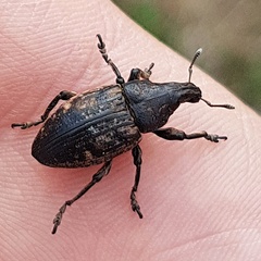 Leucophyes pedestris