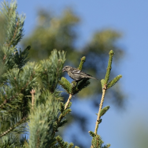 White-winged Crossbill