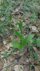 Polygonatum humile