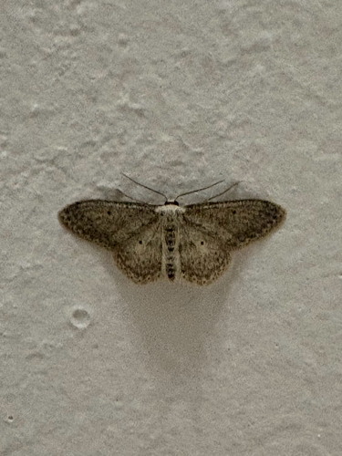 Small Dusty Wave