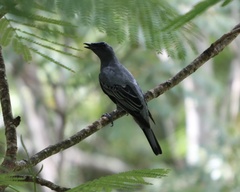 Edolisoma tenuirostre
