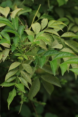 Cipadessa baccifera
