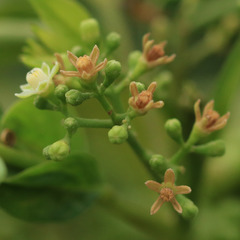 Cipadessa baccifera
