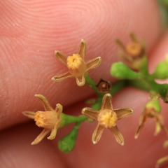 Cipadessa baccifera