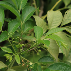 Cipadessa baccifera