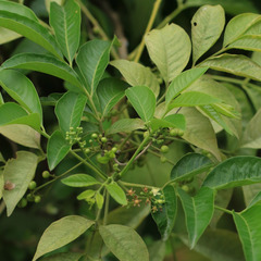 Cipadessa baccifera