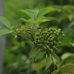 Cipadessa baccifera