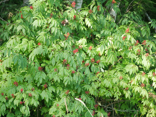 red-berried elder