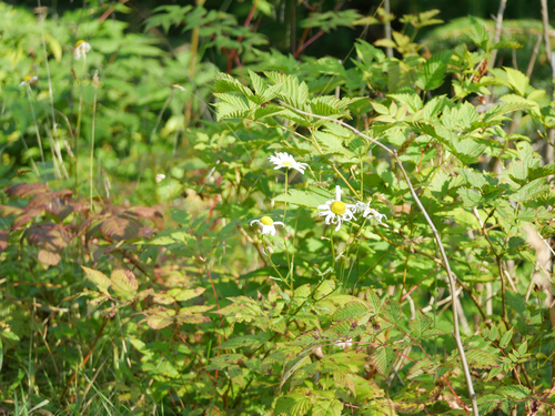 oxeye daisy