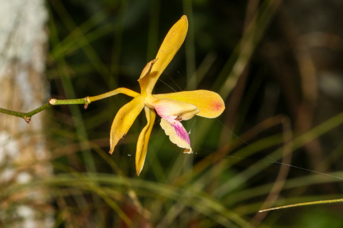 Encyclia tampensis, photograph 5