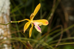 Encyclia tampensis, photograph (c) Tom Field, some rights reserved (CC BY)