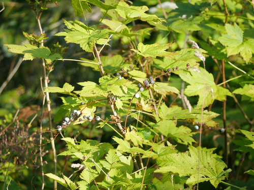 Stink Currant