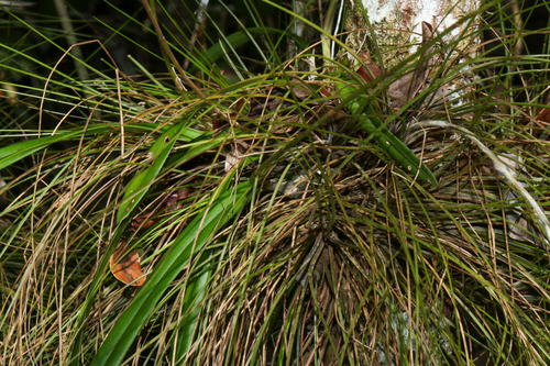 Encyclia tampensis, photograph 6