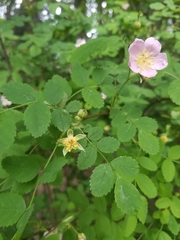 Rosa rubiginosa