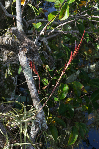 Tillandsia balbisiana, photograph 6