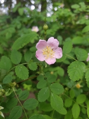 Rosa rubiginosa