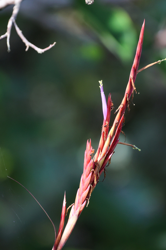 Tillandsia balbisiana, photograph 5