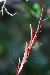 Tillandsia balbisiana, photograph (c) Tom Field, some rights reserved (CC BY)