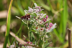 Pluchea baccharis