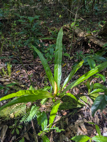 Campyloneurum phyllitidis, photograph 1