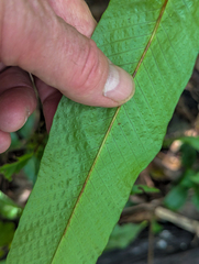 Campyloneurum phyllitidis, photograph (c) Tom Field, some rights reserved (CC BY)