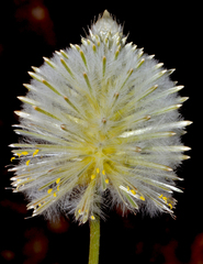 Ptilotus xerophilus