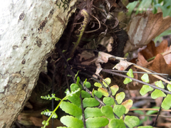 Asplenium pellucidum