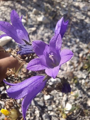 Siberian Bellflower