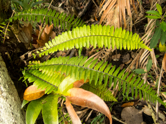 Asplenium pellucidum