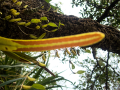 Pyrrosia longifolia