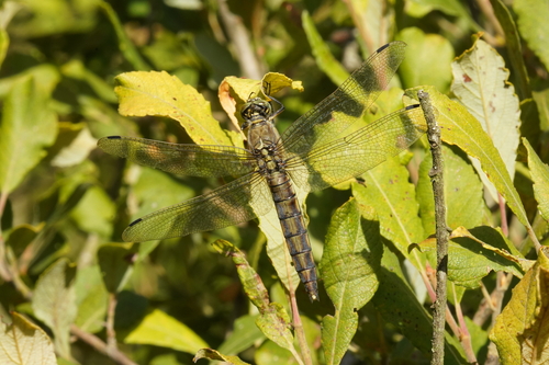 Black-tailed Skimmer