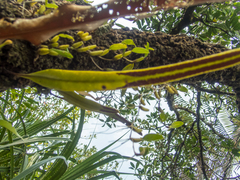 Pyrrosia longifolia