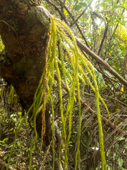Phlegmariurus carinatus