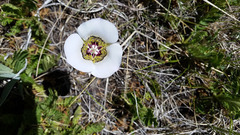Calochortus ambiguus