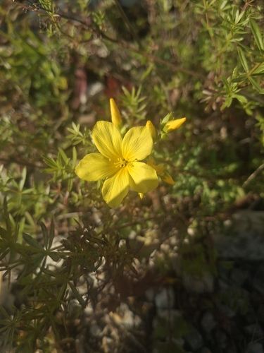 Golden Flax