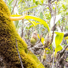 Dendrolirium lasiopetalum