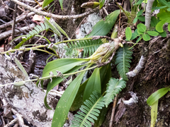 Dendrolirium lasiopetalum