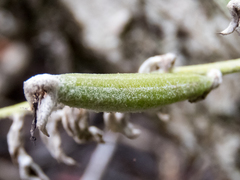 Dendrolirium lasiopetalum