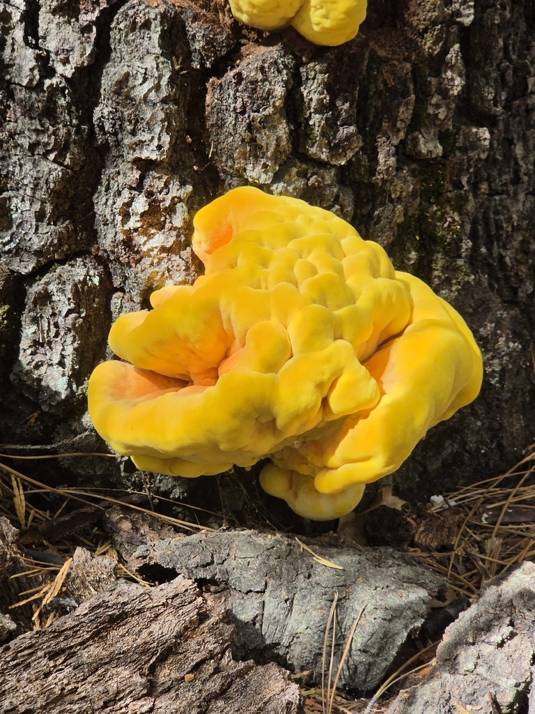 Conifer Chicken of the Woods · August 2026 · photo: Photo: no rights reserved · iNaturalist