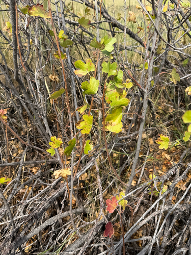 golden currant