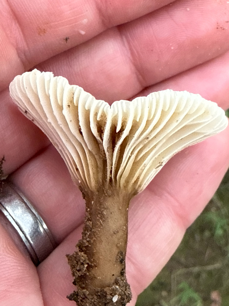 Lactifluus gerardii · August 2026 · photo: Photo: (c) David LaMagna, some rights reserved (CC BY) · iNaturalist