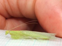 Tropidomantis gressitti