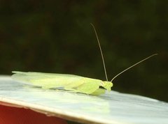 Tropidomantis gressitti
